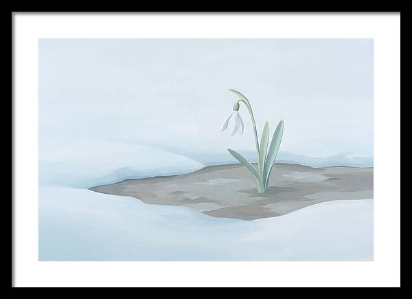 First Snowdrop Emerging Through Last Winter