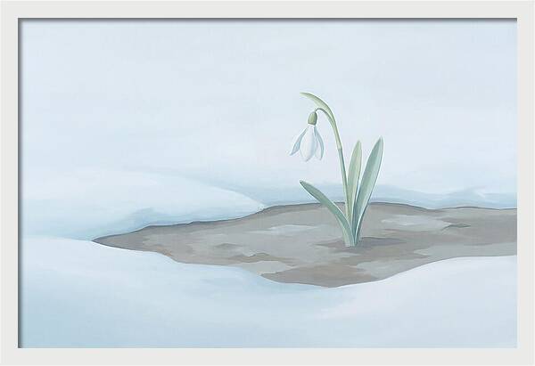 First Snowdrop Emerging Through Last Winter