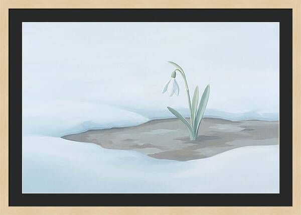 First Snowdrop Emerging Through Last Winter