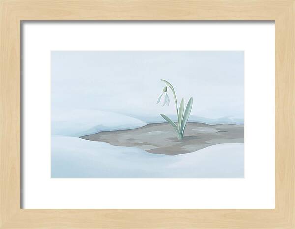 First Snowdrop Emerging Through Last Winter