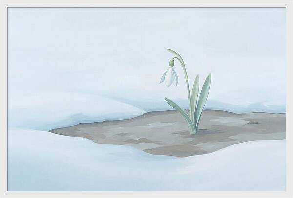 First Snowdrop Emerging Through Last Winter