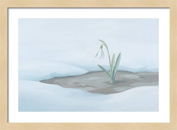First Snowdrop Emerging Through Last Winter