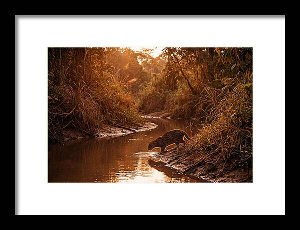 Fishing Cat At Dusk