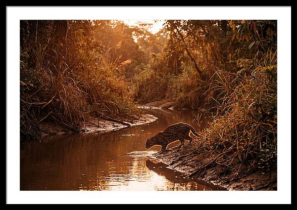 Fishing Cat At Dusk