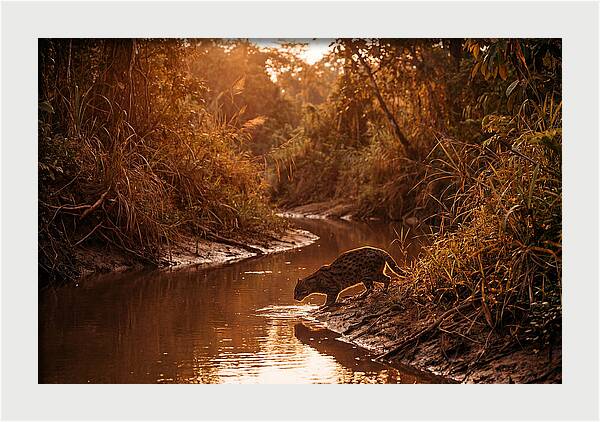 Fishing Cat At Dusk