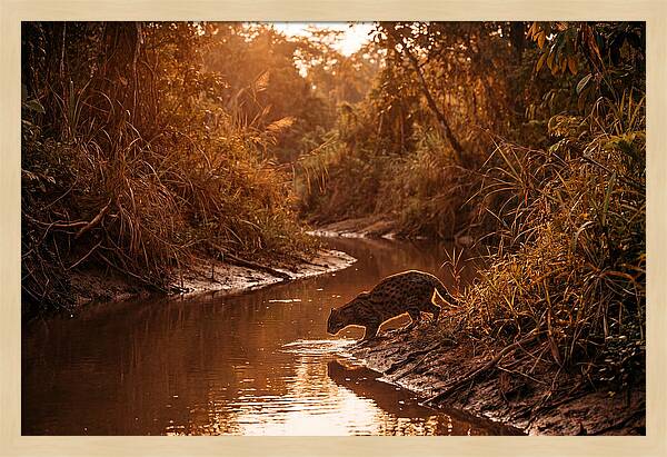 Fishing Cat At Dusk