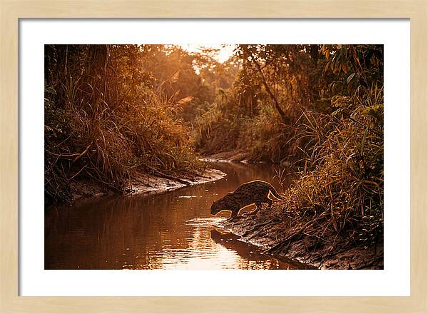 Fishing Cat At Dusk