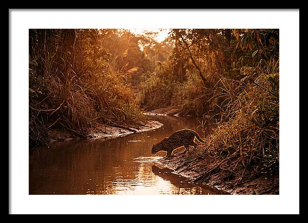 Fishing Cat At Dusk