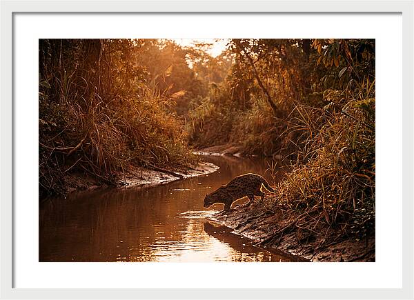 Fishing Cat At Dusk