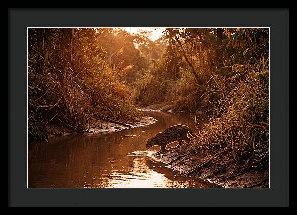 Fishing Cat At Dusk