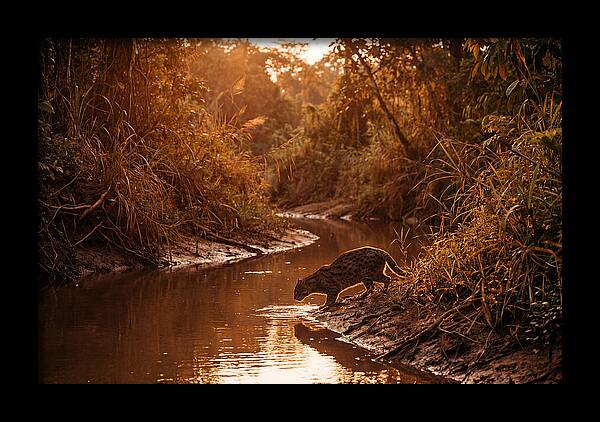 Fishing Cat At Dusk