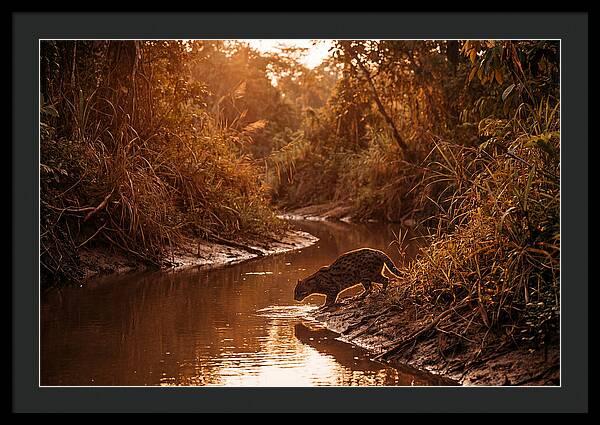 Fishing Cat At Dusk