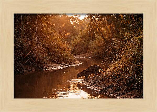 Fishing Cat At Dusk