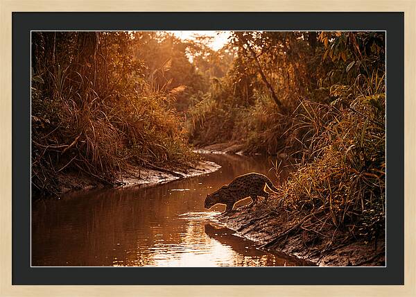 Fishing Cat At Dusk