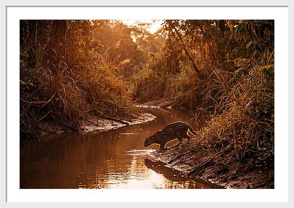 Fishing Cat At Dusk