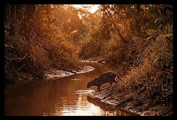 Fishing Cat At Dusk