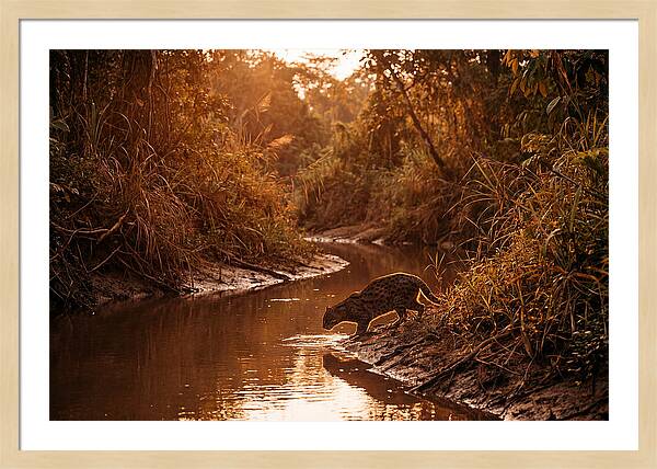 Fishing Cat At Dusk