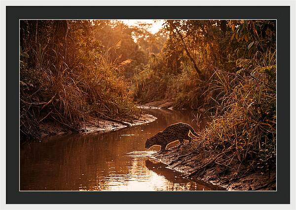 Fishing Cat At Dusk