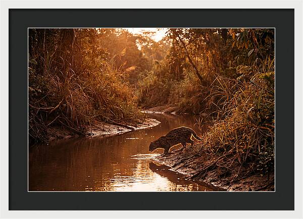 Fishing Cat At Dusk