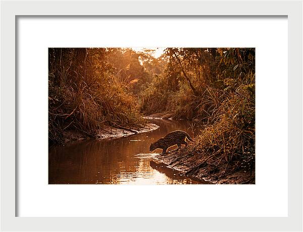 Fishing Cat At Dusk