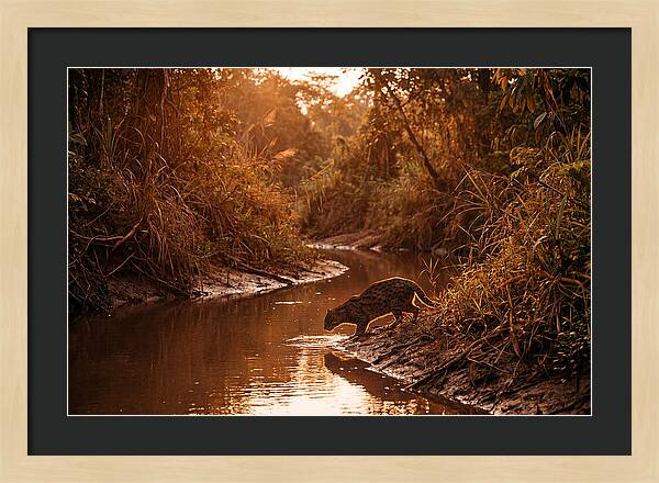 Fishing Cat At Dusk