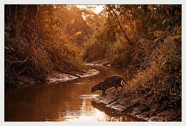 Fishing Cat At Dusk