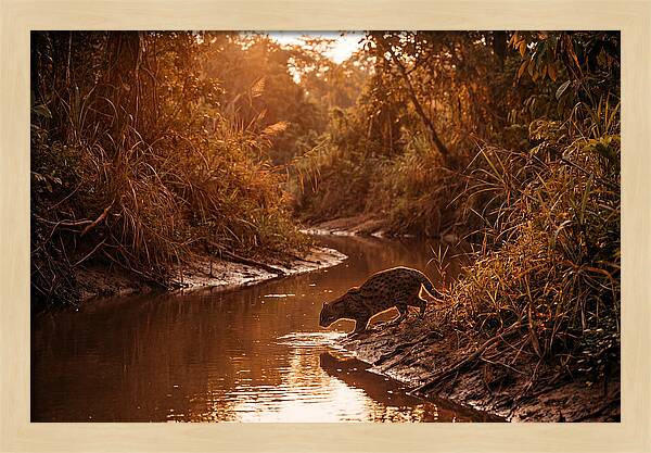 Fishing Cat At Dusk