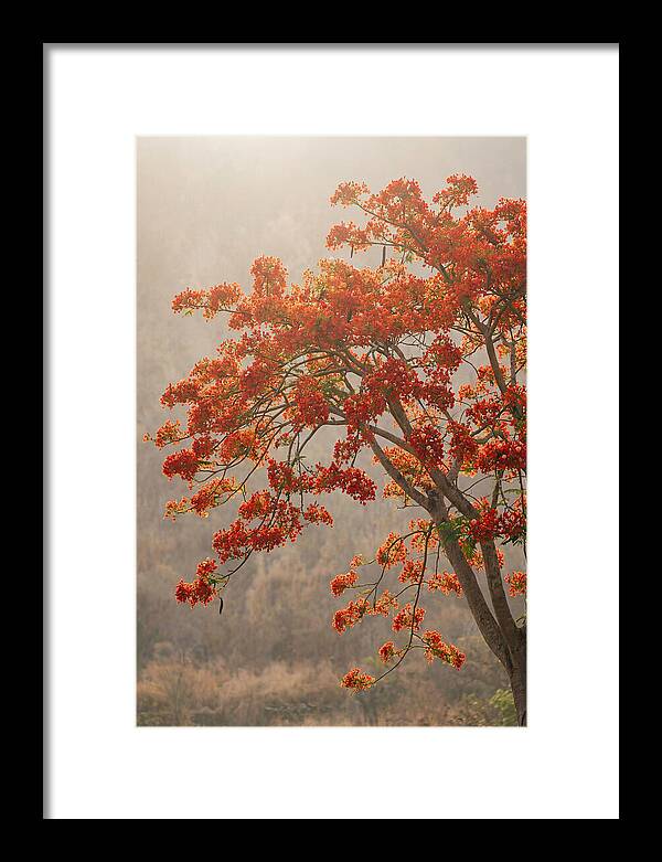 Flame Tree In Scarlet Bloom