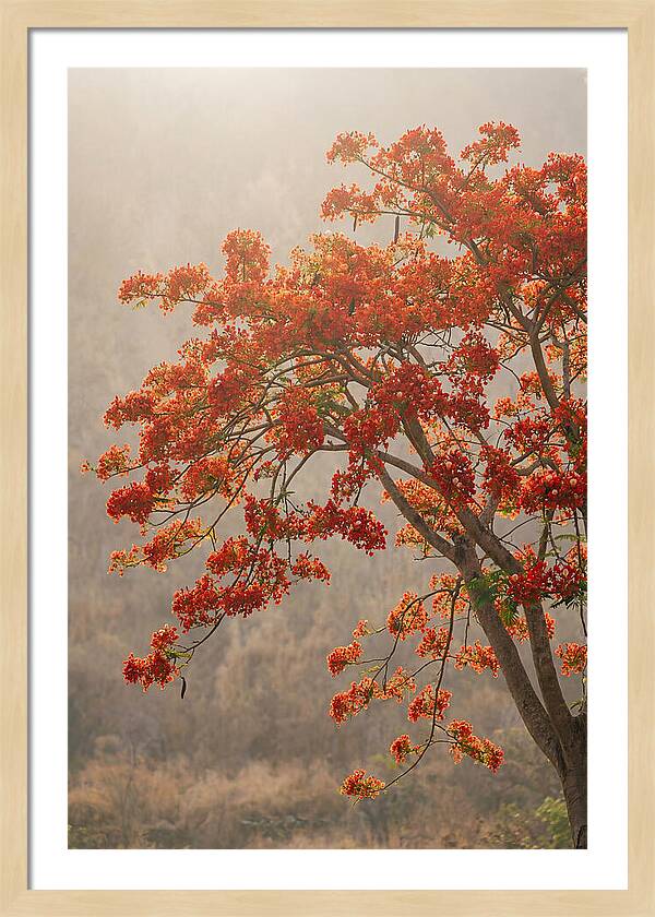 Flame Tree In Scarlet Bloom