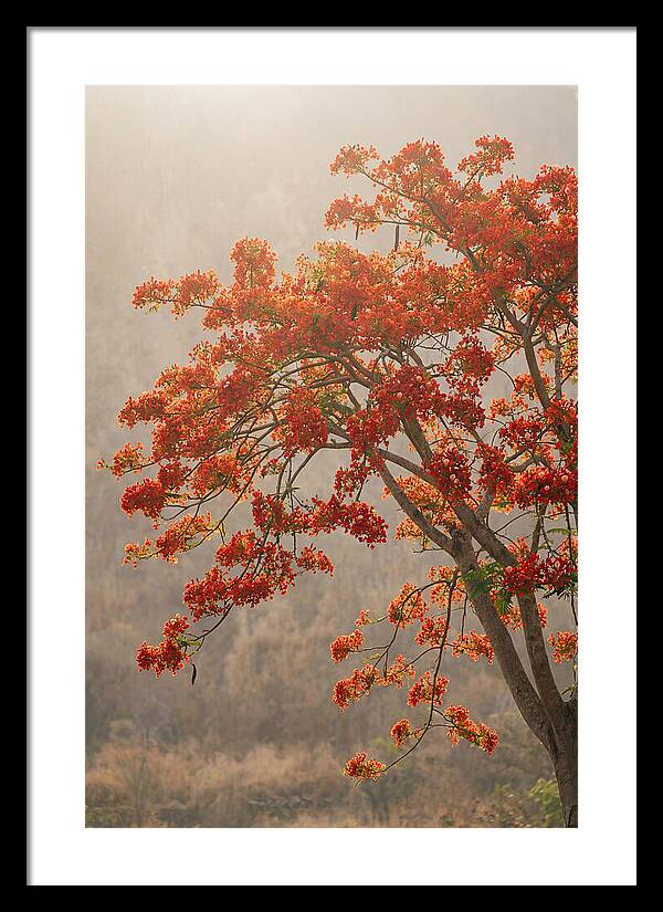 Flame Tree In Scarlet Bloom