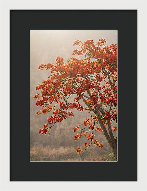 Flame Tree In Scarlet Bloom
