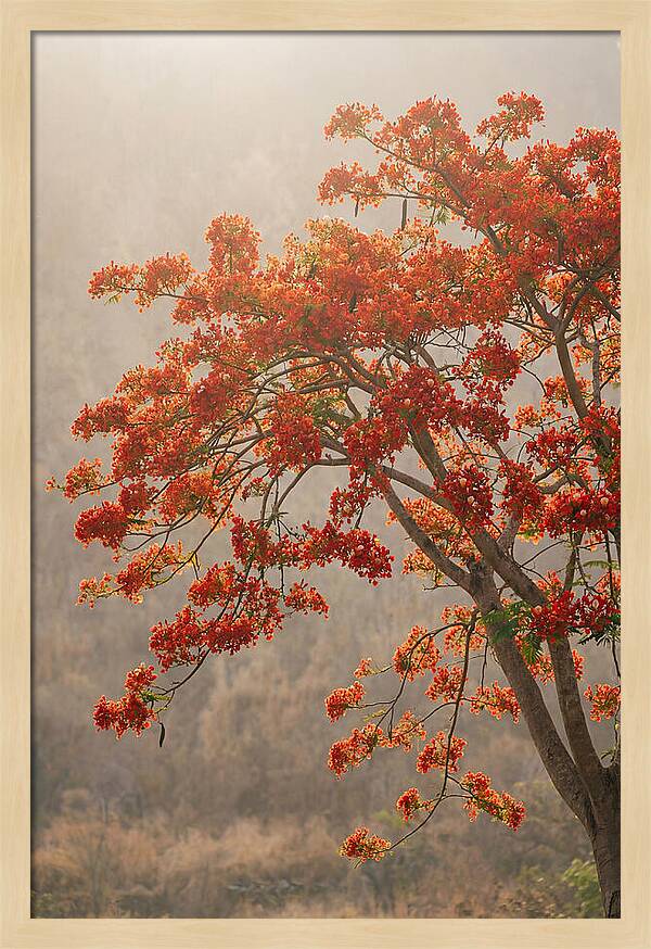 Flame Tree In Scarlet Bloom