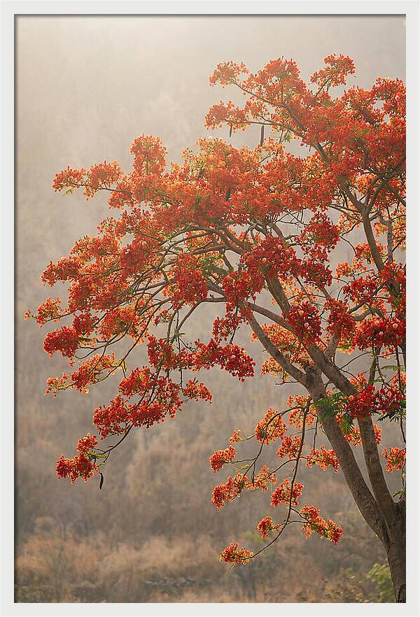 Flame Tree In Scarlet Bloom