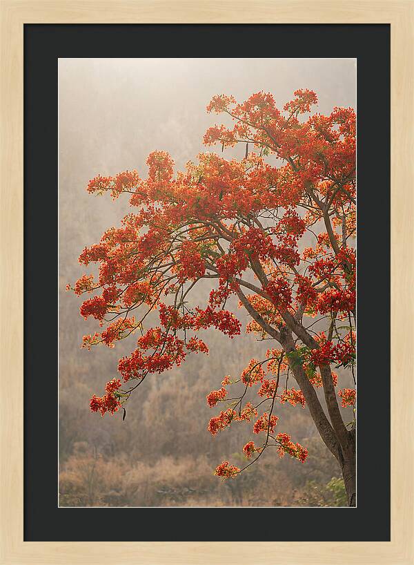 Flame Tree In Scarlet Bloom