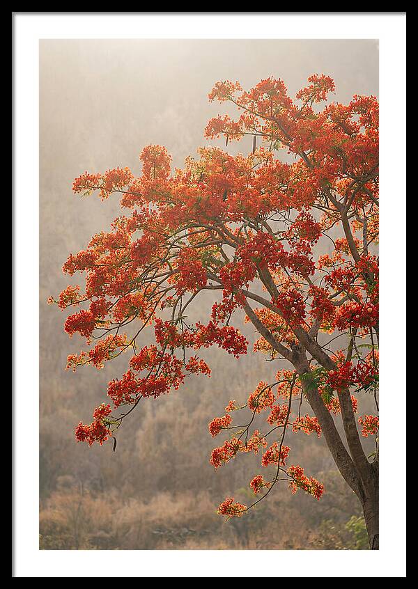 Flame Tree In Scarlet Bloom