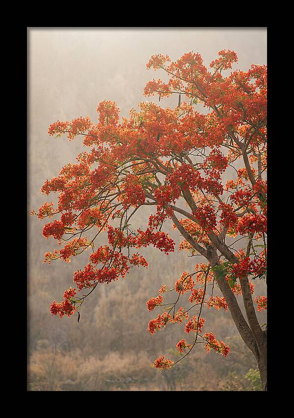 Flame Tree In Scarlet Bloom