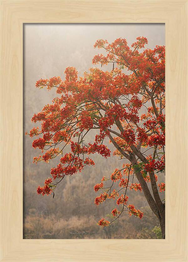 Flame Tree In Scarlet Bloom