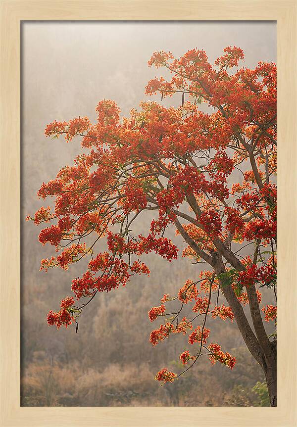 Flame Tree In Scarlet Bloom