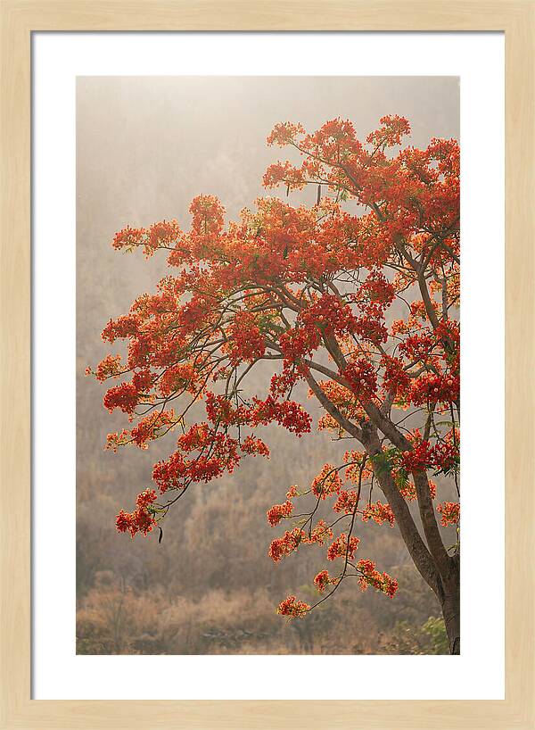 Flame Tree In Scarlet Bloom