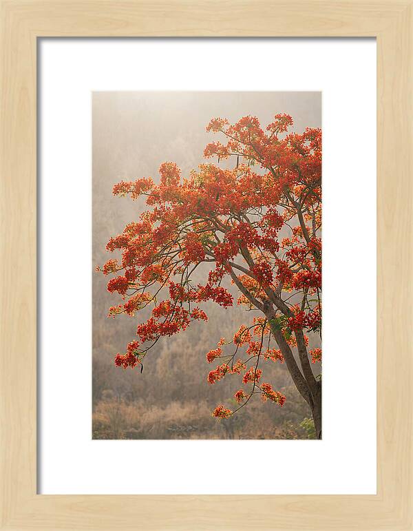 Flame Tree In Scarlet Bloom