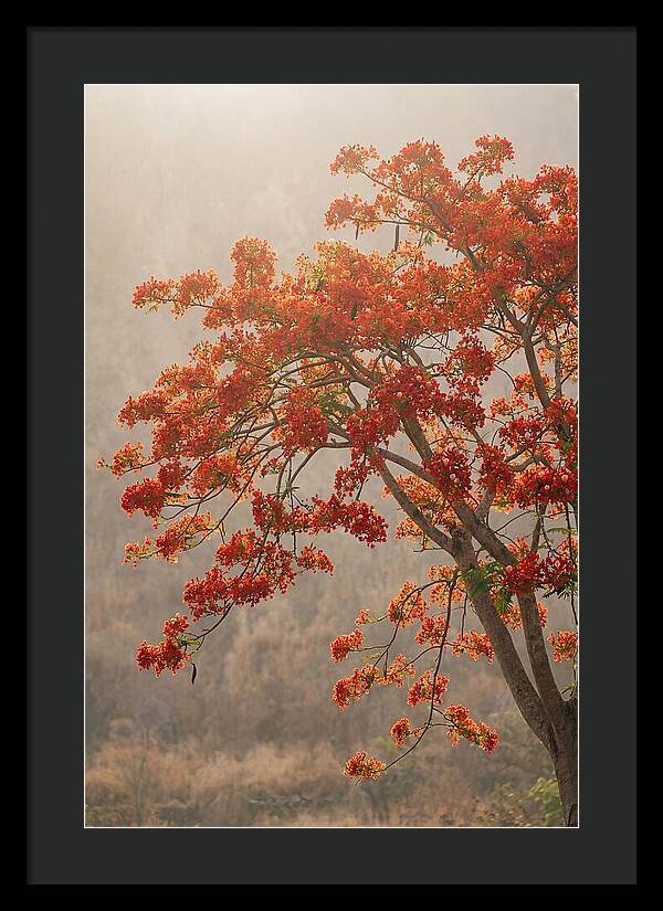 Flame Tree In Scarlet Bloom