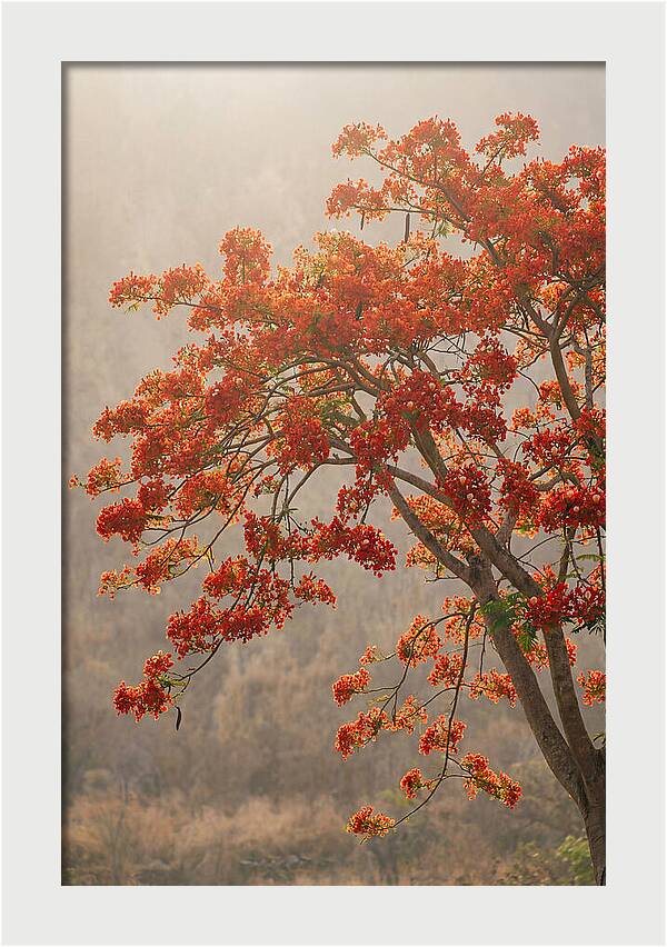 Flame Tree In Scarlet Bloom