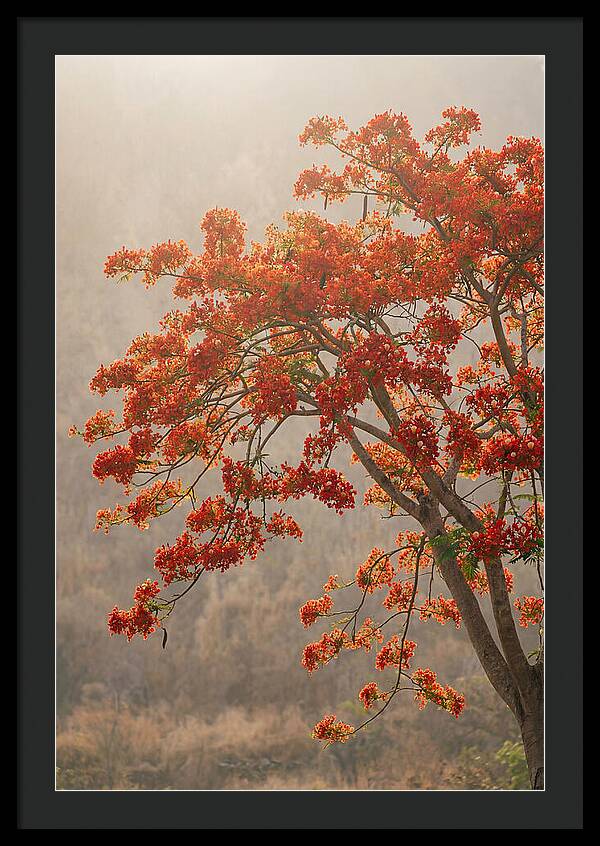 Flame Tree In Scarlet Bloom