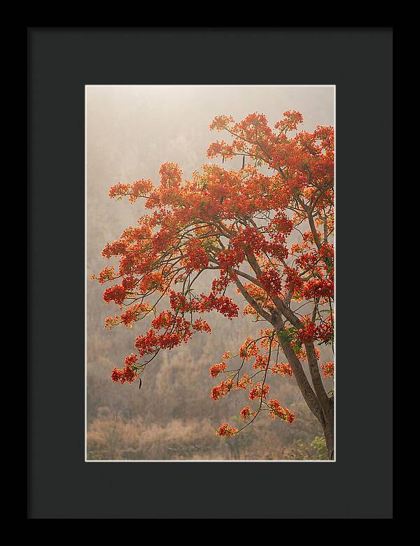 Flame Tree In Scarlet Bloom