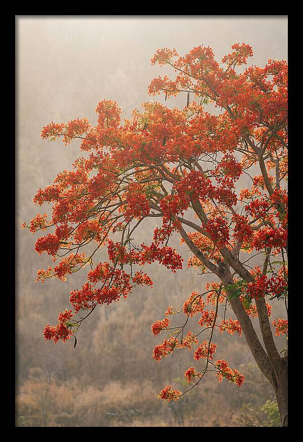 Flame Tree In Scarlet Bloom