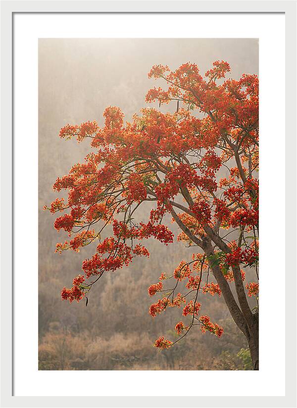 Flame Tree In Scarlet Bloom