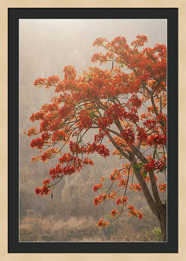 Flame Tree In Scarlet Bloom