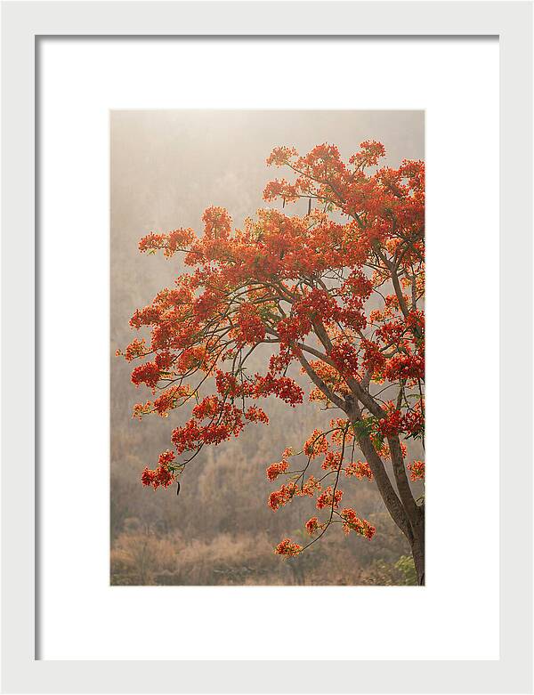 Flame Tree In Scarlet Bloom