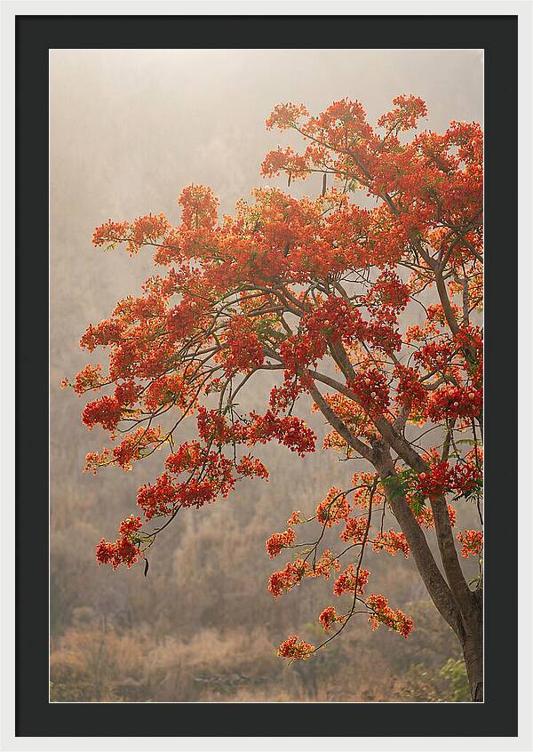 Flame Tree In Scarlet Bloom