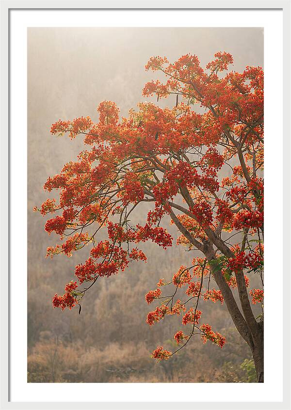 Flame Tree In Scarlet Bloom